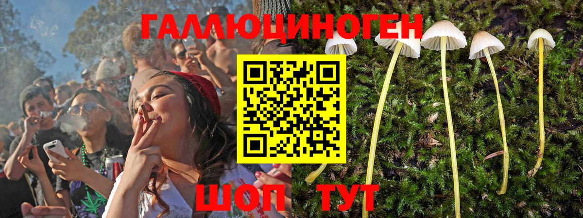 Псилоцибиновые грибы Psilocybe Якутск